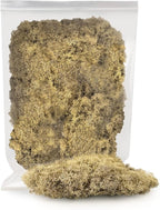 GARDENERA Premium Preserved Reindeer Moss for Potted Plants, Terrariums, Fairy Gardens, Arts and Crafts or Floral Decor Design in Natural (4 Quart Bag)