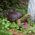 Garden Turtle Statue, Large Resin Tortoise Sculpture, 13L x 8.6W x 5.5H inches, Outdoor Yard Lawn Ornament,Home Decor