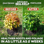 Organic Sea Kelp Fertilizer for Plants – Water-Soluble – Makes 100 Gallons – Kelp Meal Concentrate Plant Food – for Indoor Gardens, Hydroponics, Vegetables, Houseplants - Smart Grower - 4oz Bag