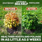 Organic Sea Kelp Fertilizer for Plants – Water-Soluble – Makes 50 Gallons – Kelp Meal Concentrate Plant Food – for Indoor Gardens, Hydroponics, Vegetables, Houseplants - Smart Grower - 2oz Bag