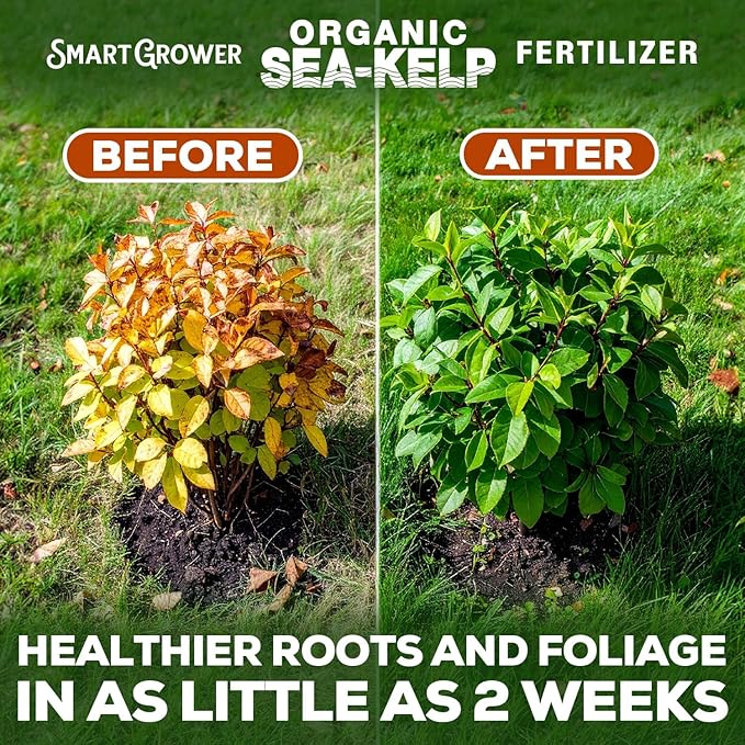 Organic Sea Kelp Fertilizer for Plants – Water-Soluble – Makes 50 Gallons – Kelp Meal Concentrate Plant Food – for Indoor Gardens, Hydroponics, Vegetables, Houseplants - Smart Grower - 2oz Bag