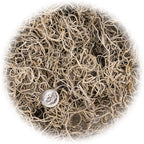 Gardenera Premium Natural Spanish Moss | Natural Preserved - Great Ground Cover - Filler for Potted Plants - 3 Quart Bag