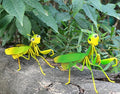 GIFTME 5 Metal Mantis Garden Yard Art Decor,Praying Mantis Outdoor Wall Decor for Garden,Patio,Tree,Fence,Lawn Ornaments Set of 2