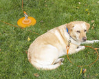 IntelliLeash 30FT Tie-Out Cables for Dogs - Strong, Safe, and Durable Dog Tie-Outs for Every Breed up to 125 Pounds - Weather and Wear Resistant Galvanized Aircraft Cable for Outside Use
