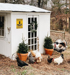 Funny Chicken Gifts Caution Area Patrolled By A Crazy Chicken Lady Tin Sign for Home Farm Chicken Coop Farmhouse Kicthen Garden Decor 8 X 12 Inch (3620)