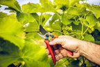 Original LÖWE Bypass Pruner Garden Tools 14.104 | Use as Pruners, Hedge Trimmer, Garden Shears, Pruning Shears for Gardening | For cutting roses, twigs, branches, and cut flowers | Made in Germany